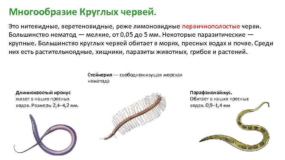 Круглые черви примеры названия. Круглые черви свободноживущие и паразиты. Представители класса собственно круглые черви. Тип круглые черви свободноживущие. Представители круглые черви кратко.