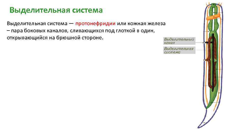 Выделительная система протонефридии
