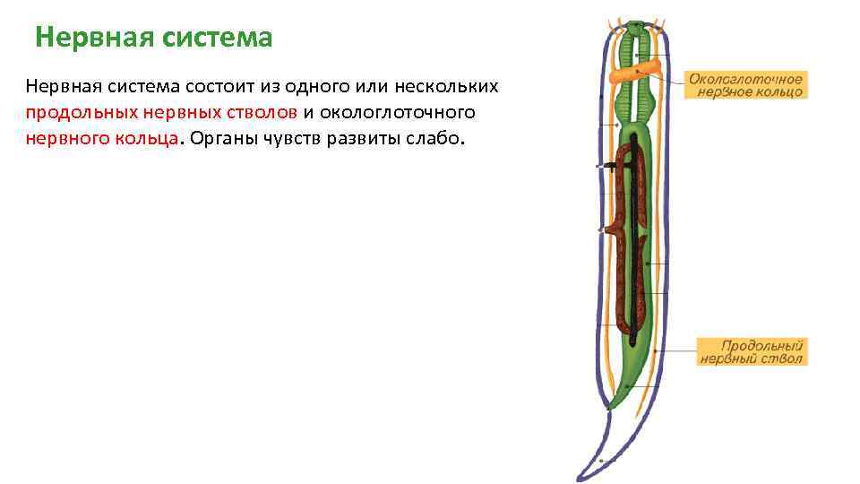 Нервная система червя состоит из