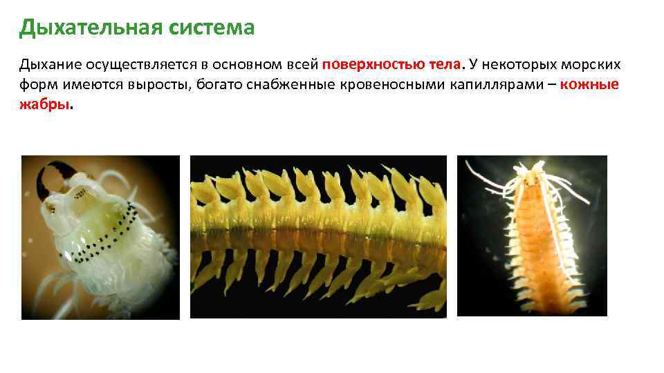 Дыхательная система Дыхание осуществляется в основном всей поверхностью тела. У некоторых морских форм имеются