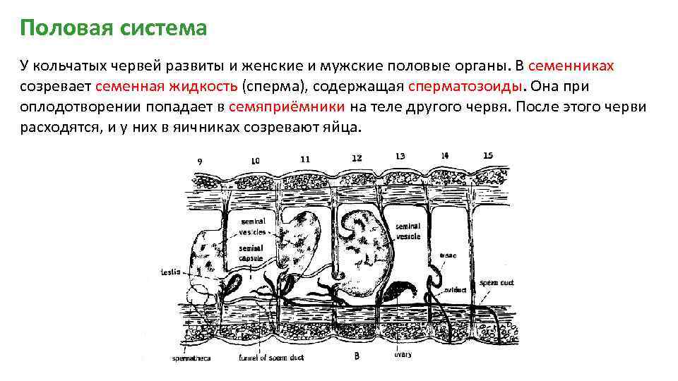 Размножение дождевого червя схема