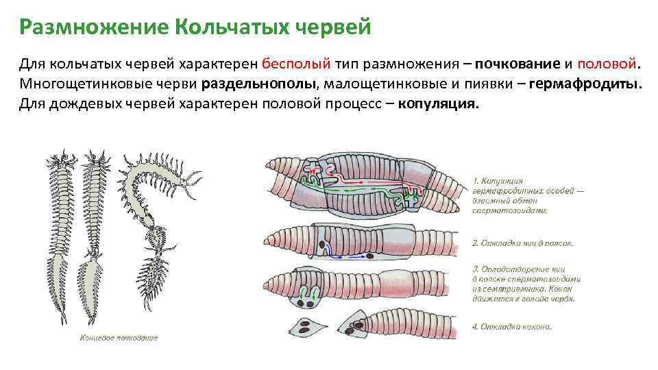 Тип кольчатые черви презентация