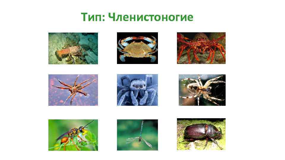 Тип членистоногие. Членистоногие многообразие. Примеры членистоногих. Многообразие видов членистоногих. Разнообразие типа Членистоногие.