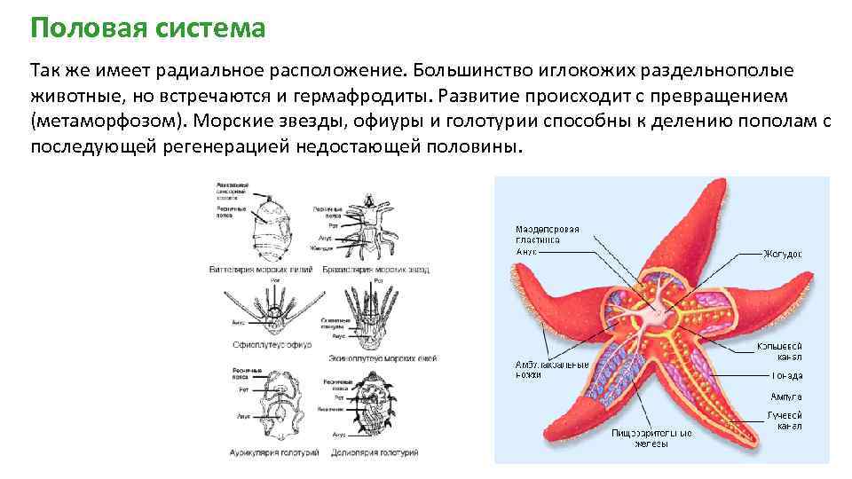 Большинство рыб раздельнополые