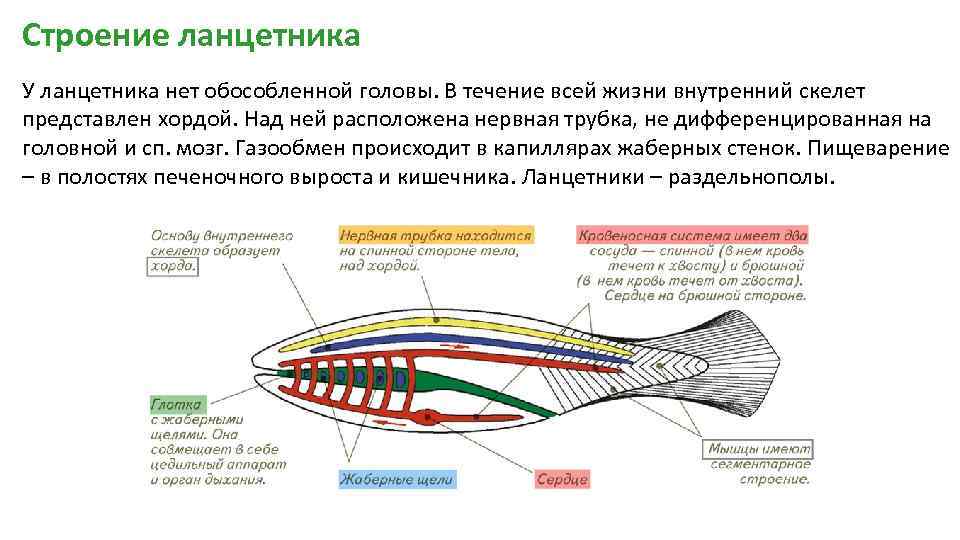 Класс рыбы ланцетники. Центральная нервная система ланцетника. Тип нервной системы у ланцетника. Кишечная трубка у ланцетника. Функции пищеварительной системы ланцетника.