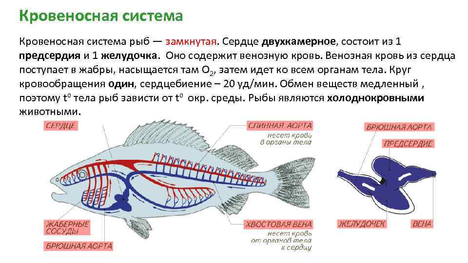 Кровеносная система рыб — замкнутая. Сердце двухкамерное, состоит из 1 предсердия и 1 желудочка.