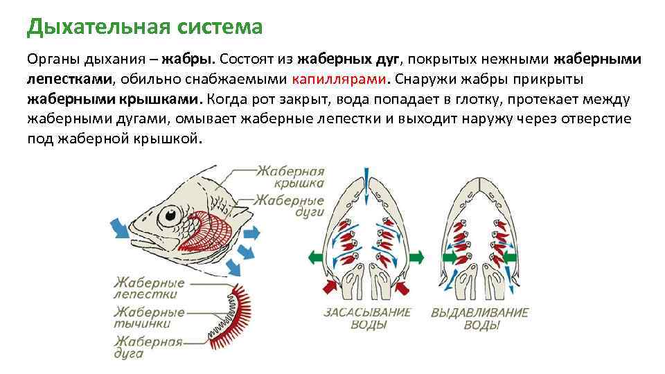 Дыхательная система Органы дыхания – жабры. Состоят из жаберных дуг, покрытых нежными жаберными лепестками,