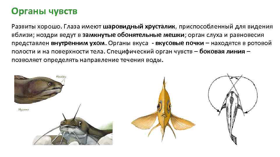 Органы чувств Развиты хорошо. Глаза имеют шаровидный хрусталик, приспособленный для видения вблизи; ноздри ведут
