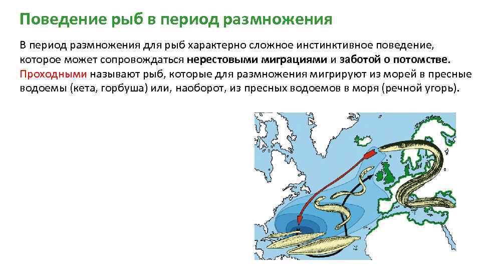 Поведение рыб в период размножения В период размножения для рыб характерно сложное инстинктивное поведение,