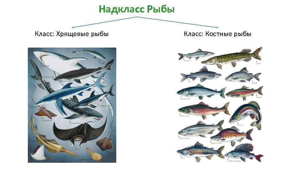 Хрящевые и костные рыбы. Хрящевые рыбы и костные рыбы. Котсныв и хрчяещвые рыбы. Строение хрящевых и костных рыб.