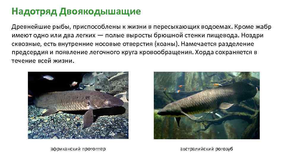 Какое значение имеет ноздри у рыб. Надотряд двоякодышащие. Характеристика надотряд двоякодышащие рыбы. Рогозуб строение. Надотряд двоякодышащие рыбы представители.