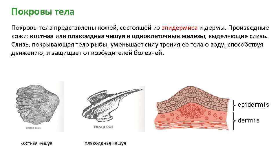 Покровы тела представлены кожей, состоящей из эпидермиса и дермы. Производные кожи: костная или плакоидная