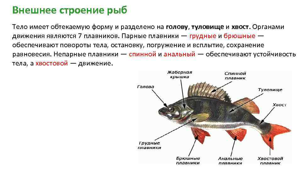 Внешнее строение рыб Тело имеет обтекаемую форму и разделено на голову, туловище и хвост.