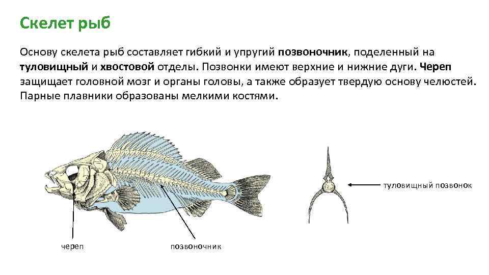 Рыба хвостовой отдел позвоночника. Скелет костистой рыбы отделы. Отделы скелета костных рыб. У рыб осевой скелет состоит из. Осевой скелет костистой рыбы.