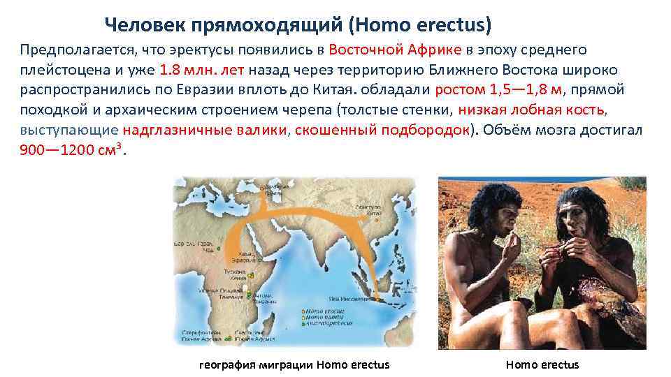 Человек прямоходящий (Homo erectus) Предполагается, что эректусы появились в Восточной Африке в эпоху среднего