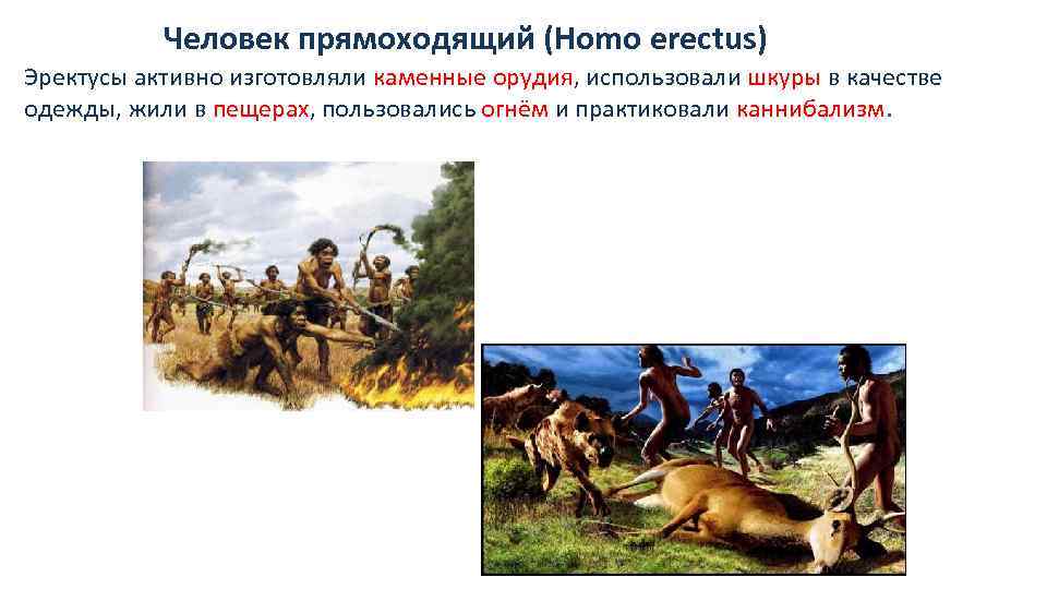 Человек прямоходящий (Homo erectus) Эректусы активно изготовляли каменные орудия, использовали шкуры в качестве одежды,