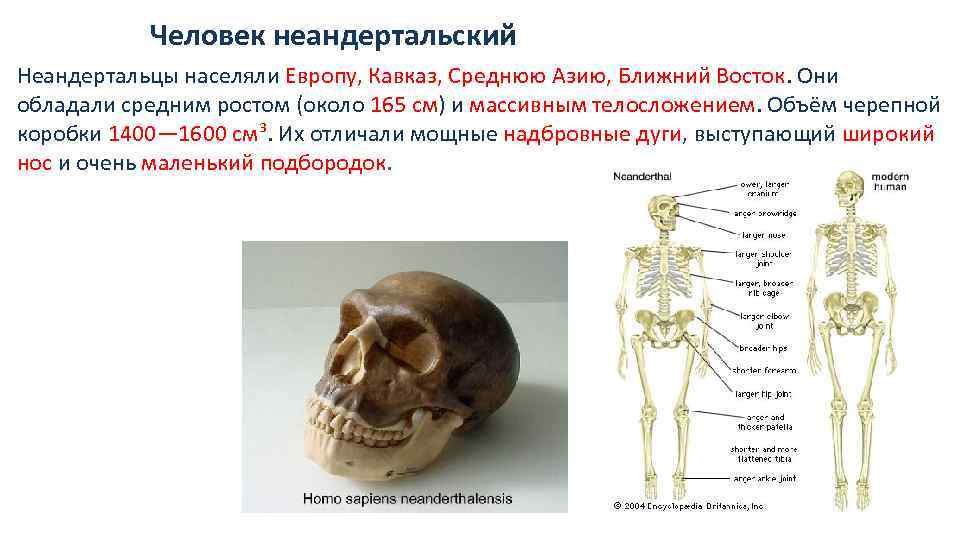 Человек неандертальский Неандертальцы населяли Европу, Кавказ, Среднюю Азию, Ближний Восток. Они обладали средним ростом