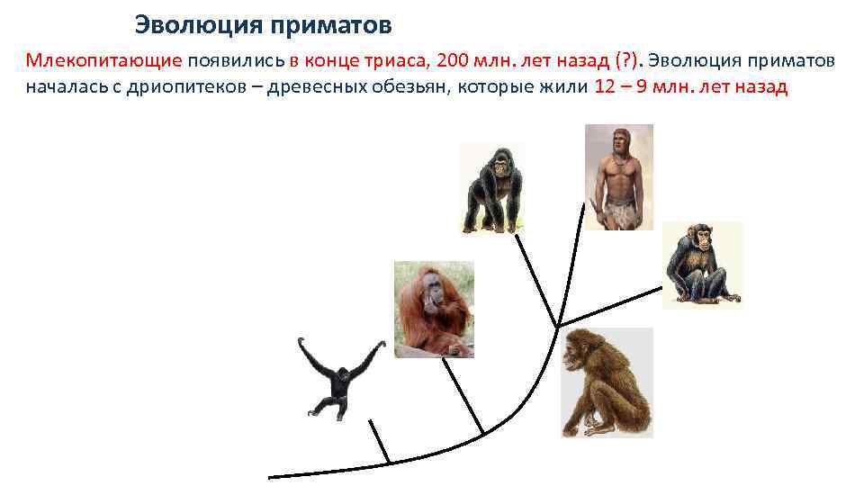 Эволюция приматов схема 9 класс