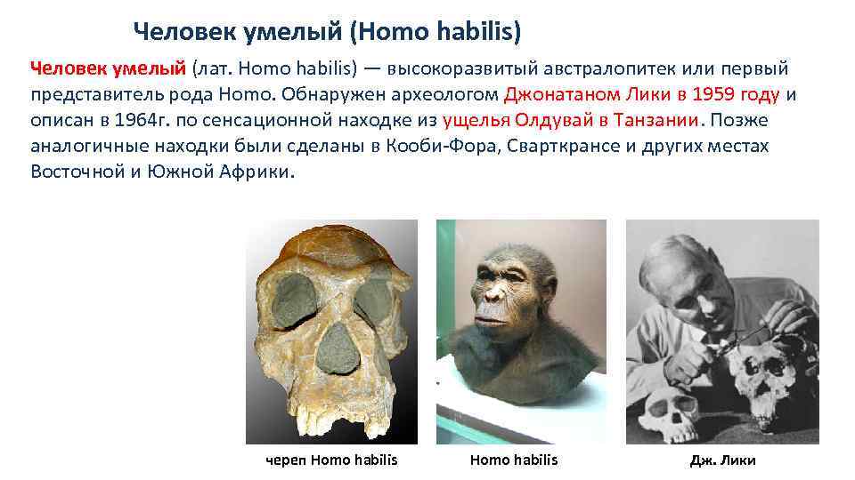 Первые представители рода человек. Челов́ек ум́елый (лат. Homo habilis). Человек умелый. Первые представители рода homo. Хомо хабилис появился в эпоху.