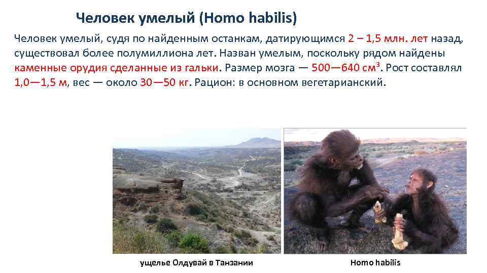 Человек умелый (Homo habilis) Человек умелый, судя по найденным останкам, датирующимся 2 – 1,