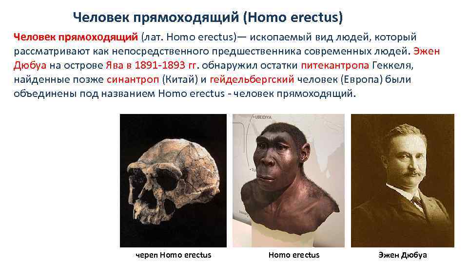 Человек прямоходящий (Homo erectus) Человек прямоходящий (лат. Homo erectus)— ископаемый вид людей, который рассматривают