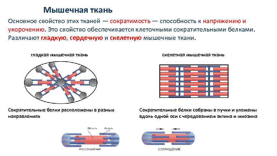 Свойства возбудимость и сократимость. Сократимость мышечной ткани. Основное свойство мышечной ткани.