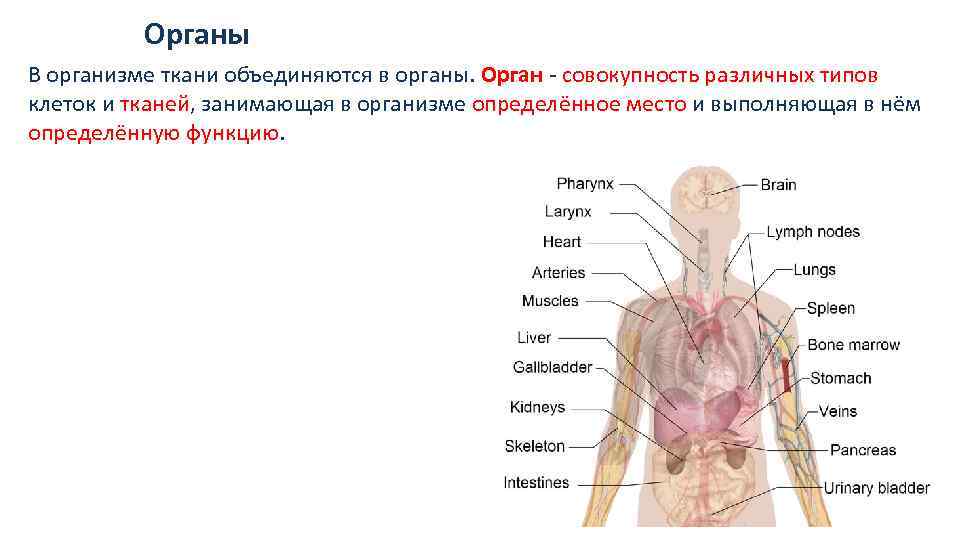 Органы В организме ткани объединяются в органы. Орган - совокупность различных типов клеток и