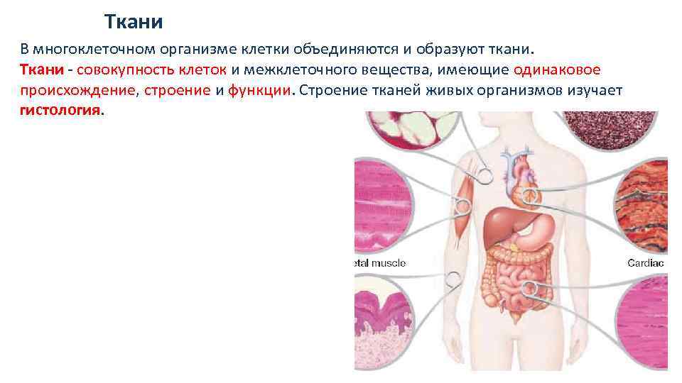 Из каких тканей образуются легкие