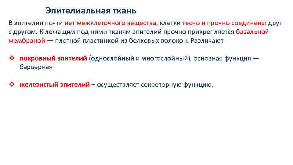 Эпителиальная ткань В эпителии почти нет межклеточного вещества, клетки тесно и прочно соединены друг