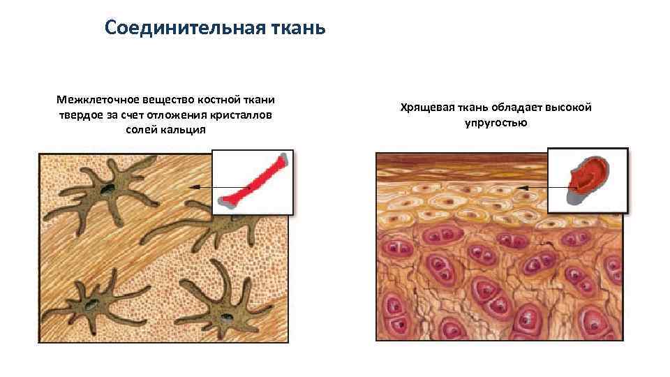 Межклеточное вещество соединительной ткани