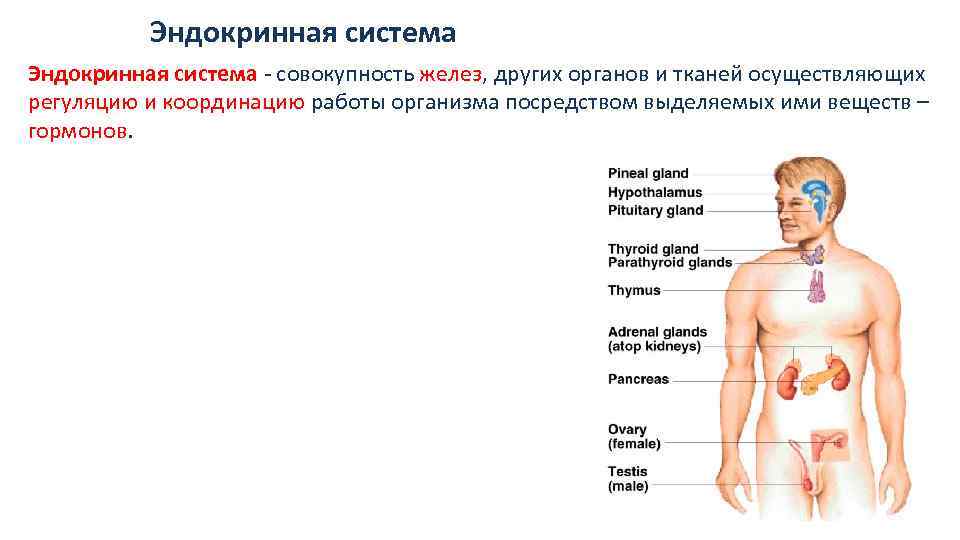 Эндокринная система это система желез. Эндокринная система осуществляет регуляцию органов через кровь. Железы внутренней секреции органы.