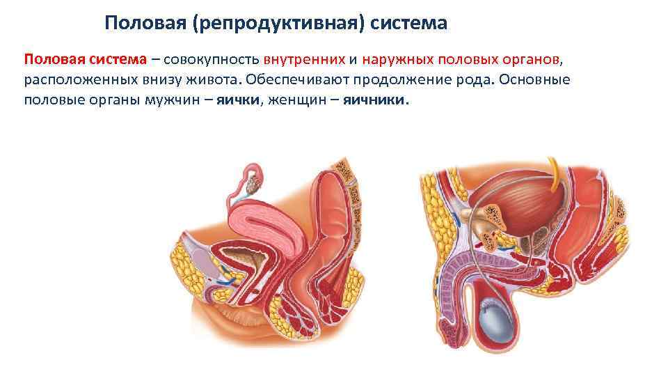 Репродуктивная система 8 класс. Половая репродуктивная система. Репродуктивная система мужчины. Половая или репродуктивная система. Органы мужской пол.системы.