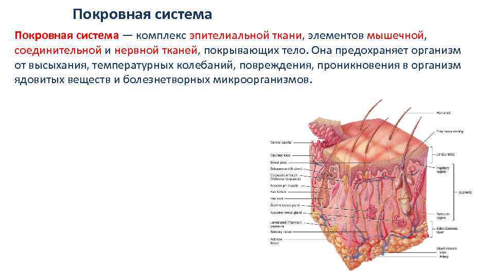 Покровная ткань организма