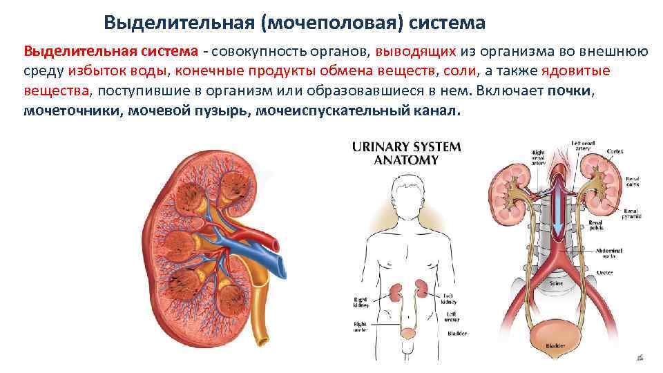 Продукты обмена веществ выводятся из организма