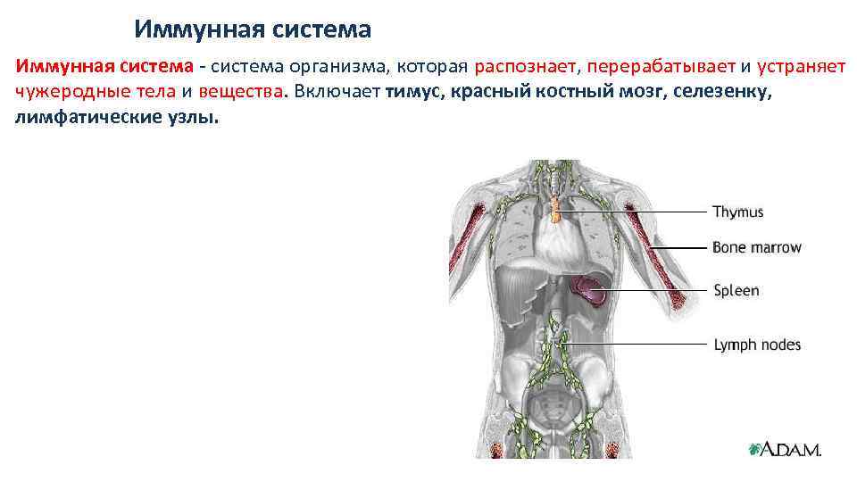 Иммунная система - система организма, которая распознает, перерабатывает и устраняет чужеродные тела и вещества.