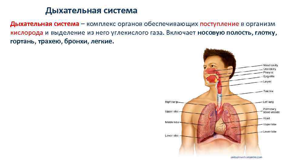 Органы и ткани кислородом