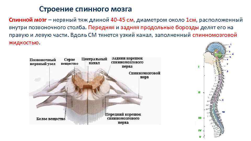 Является продолжением спинного мозга состоит. Строения и функции спинного мозга спинной канал. Нервная система схема спинного мозга. Нервная система человека спинной мозг строение и функции. Спинной мозг внешнее строение и функции.
