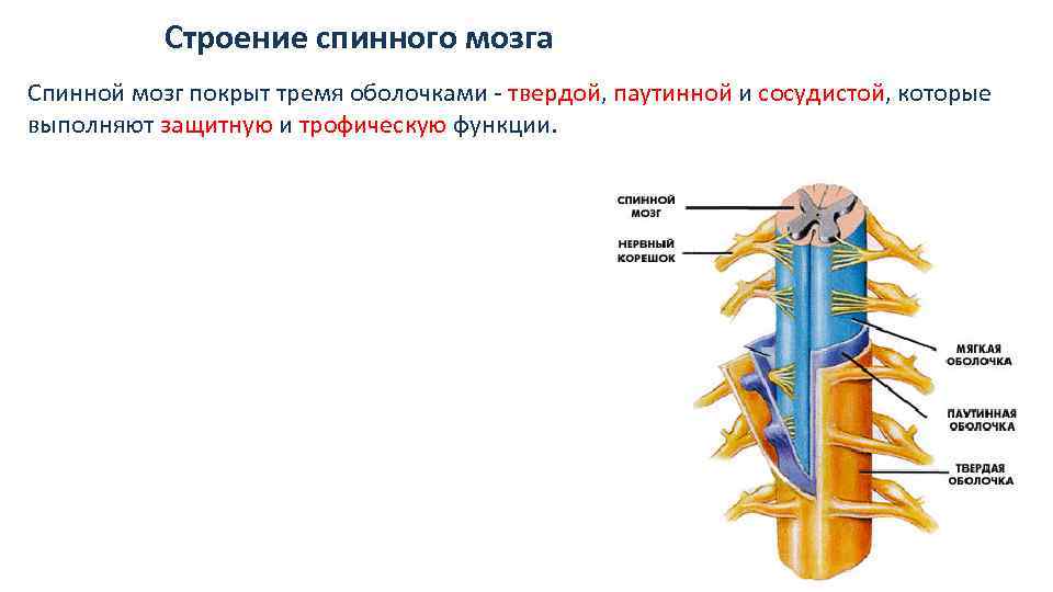 Особенности строения спинного мозга