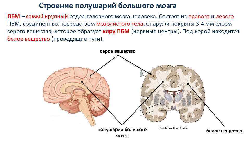 Состоит из правого и левого полушарий. Строение полушарий большого мозга. Большие полушария головного мозга человека строение. Внутреннее строение полушарий головного мозга. Внутреннее строение больших полушарий.