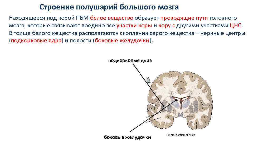 Ядра мозга образованный. Строение белого вещества полушарий большого мозга. Строение и функции белого вещества больших полушарий. Большие полушария головного мозга структуры белого вещества. Белое вещество коры головного мозга образуют.
