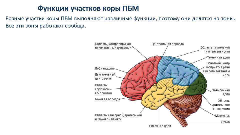 Участки коры больших полушарий. Основные отделы головного мозга и их функции. Доли коры и их основные функции.