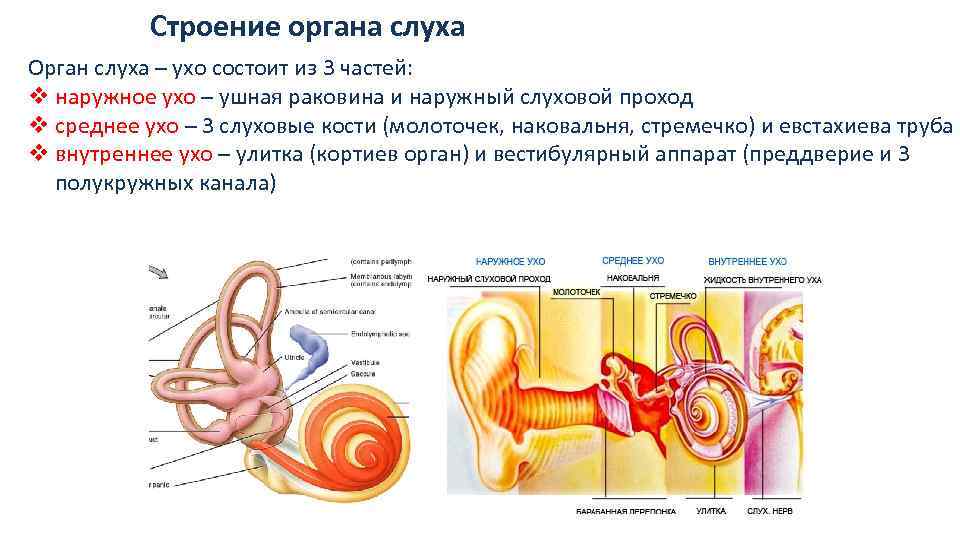 Строение органа слуха человека таблица