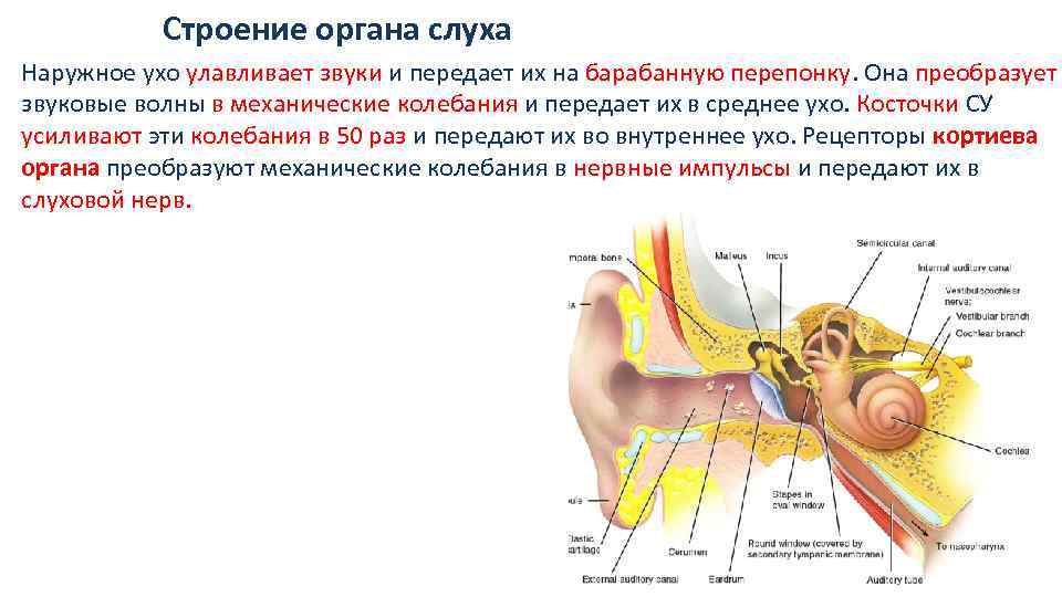 Чувствительность органа слуха. Строение слухового анализатора нервы. Строение среднего уха слухового анализатора. Строение слухового анализатора плакат. Орган слуха усиливающий звуковые колебания.