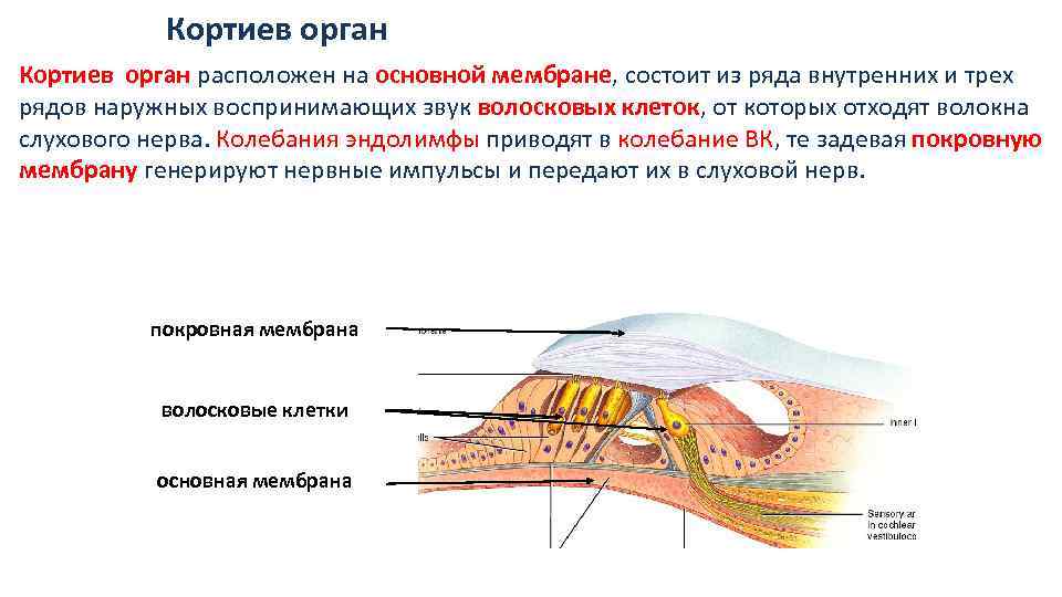 Орган находящийся