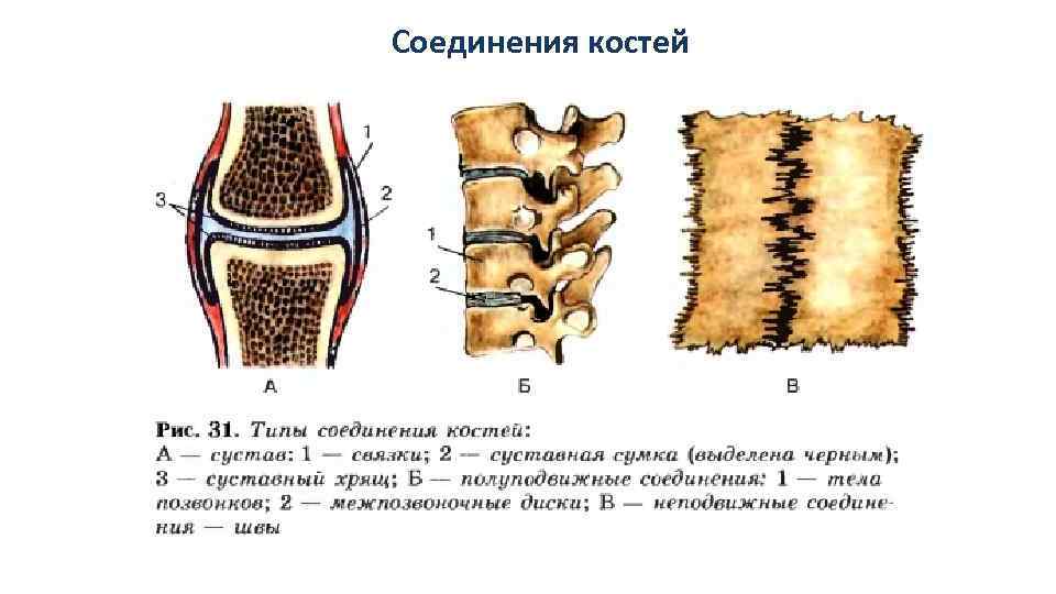 Соединения костей 