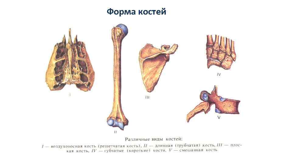 Движение кости