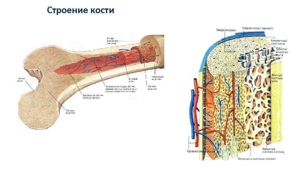 Строение кости человека