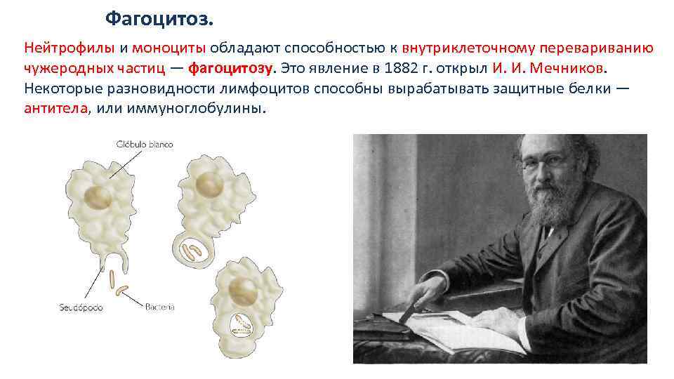 Явление фагоцитоза открыл русский ученый. Мечников фагоцитоз. Способность клеток к фагоцитозу. Способность к фагоцитозу обладают. Способны к фагоцитозу.