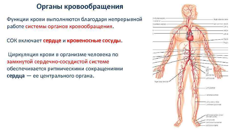 Кровеносная система функции