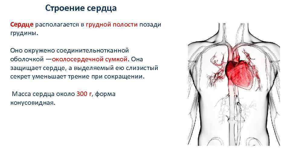 Строение сердца Сердце располагается в грудной полости позади грудины. Оно окружено соединительнотканной оболочкой —околосердечной